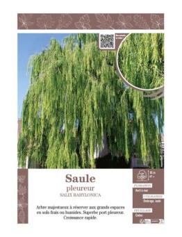 SALIX BABYLONICA voir SAULE PLEUREUR