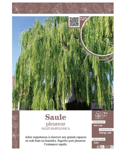 SALIX BABYLONICA voir SAULE PLEUREUR