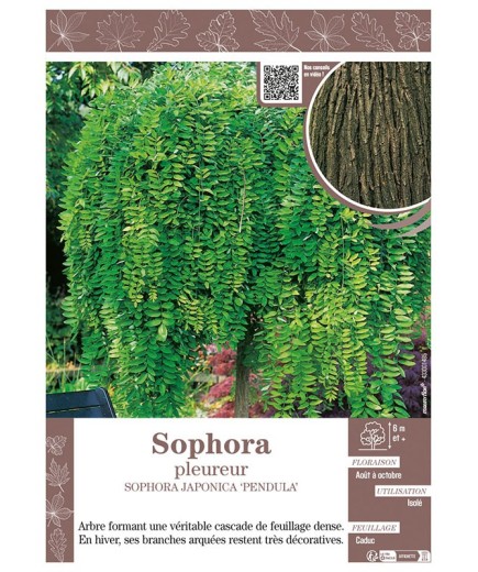 SOPHORA JAPONICA PENDULA voir SOPHORA PLEUREUR
