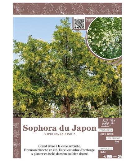 SOPHORA JAPONICA voir SOPHORA DU JAPON