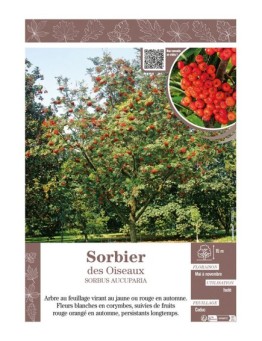 SORBUS AUCUPARIA voir SORBIER DES OISEAUX