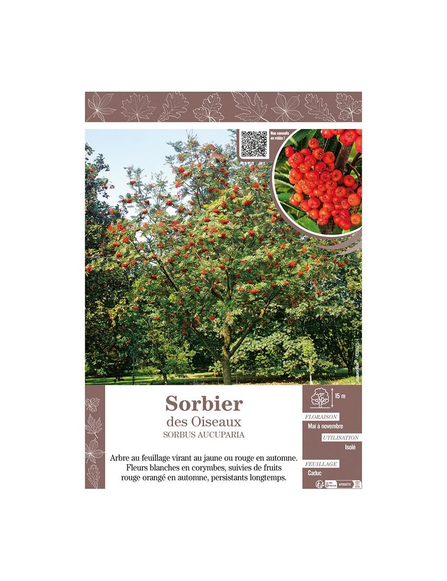 SORBUS AUCUPARIA voir SORBIER DES OISEAUX