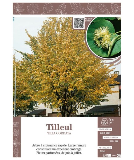 TILIA CORDATA voir TILLEUL