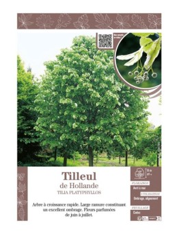 TILIA PLATYPHYLLOS voir TILLEUL DE HOLLANDE