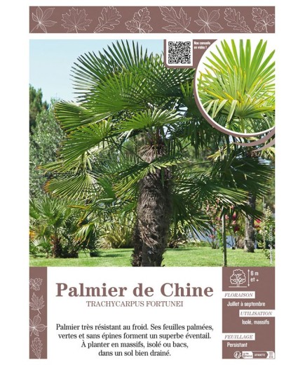 TRACHYCARPUS FORTUNEI voir PALMIER DE CHINE