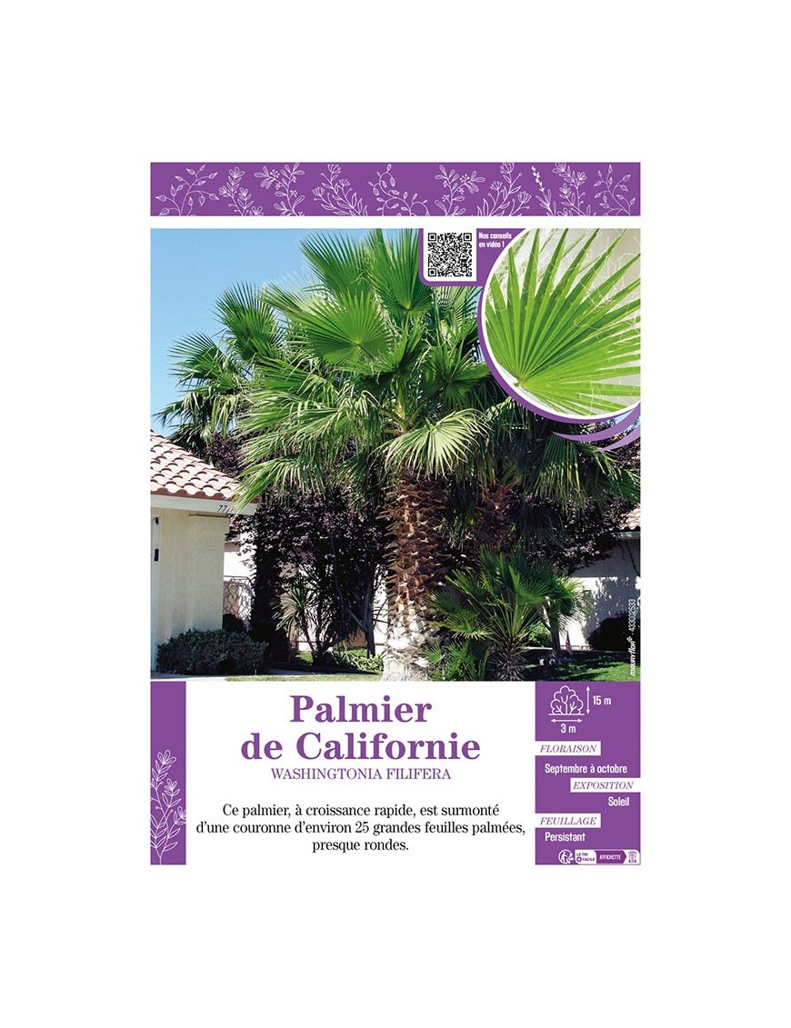 WASHINGTONIA FILIFERA voir PALMIER DE CALIFORNIE