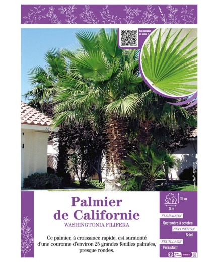 WASHINGTONIA FILIFERA voir PALMIER DE CALIFORNIE