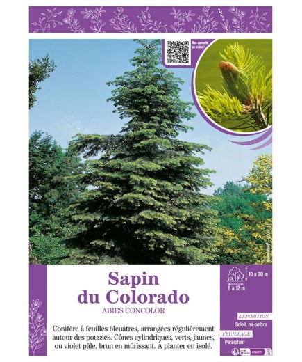 ABIES CONCOLOR voir SAPIN DU COLORADO