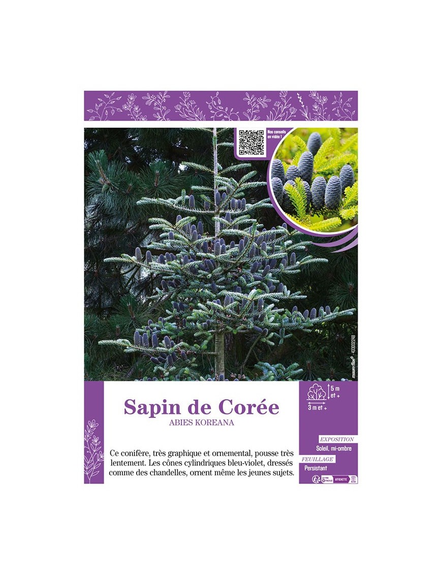 ABIES KOREANA voir SAPIN DE CORÉE