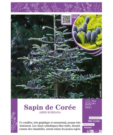 ABIES KOREANA voir SAPIN DE CORÉE