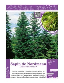 ABIES NORDMANNIANA voir SAPIN DE NORDMANN