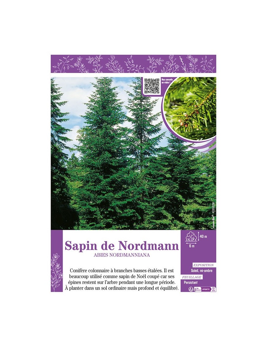 ABIES NORDMANNIANA voir SAPIN DE NORDMANN