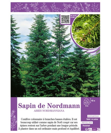 ABIES NORDMANNIANA voir SAPIN DE NORDMANN
