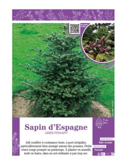 ABIES PINSAPO voir SAPIN D'ESPAGNE