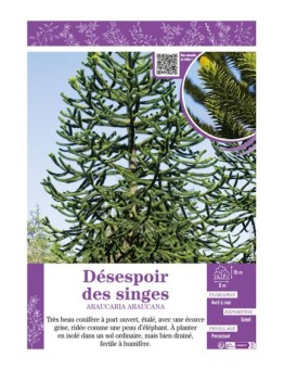 ARAUCARIA ARAUCANA voir DÉSESPOIR DES SINGES