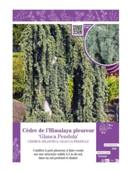 CEDRUS ATLANTICA GLAUCA PENDULA voir CÈDRE DE L'HIMALAYA PLEUREUR