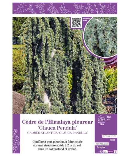 CEDRUS ATLANTICA GLAUCA PENDULA voir CÈDRE DE L'HIMALAYA PLEUREUR