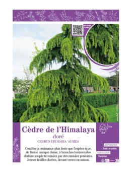 CEDRUS DEODARA AUREA voir CÈDRE DE L'HIMALAYA doré