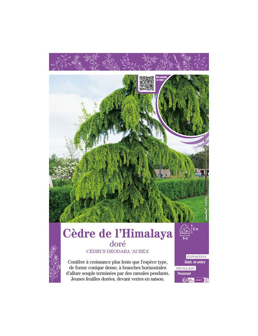 CEDRUS DEODARA AUREA voir CÈDRE DE L'HIMALAYA doré