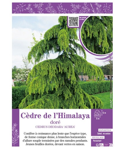 CEDRUS DEODARA AUREA voir CÈDRE DE L'HIMALAYA doré
