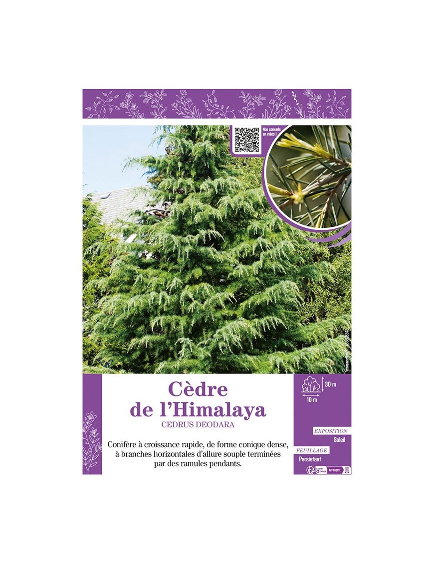 CEDRUS DEODARA voir CÈDRE DE L'HIMALAYA