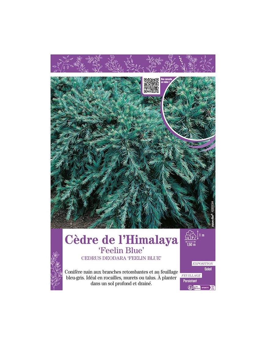 CEDRUS DEODORA FEELIN BLUE voir CÈDRE DE L'HIMALAYA