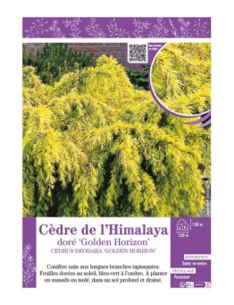 CEDRUS DEODORA GOLDEN HORIZON voir CÈDRE DE L'HIMALAYA doré