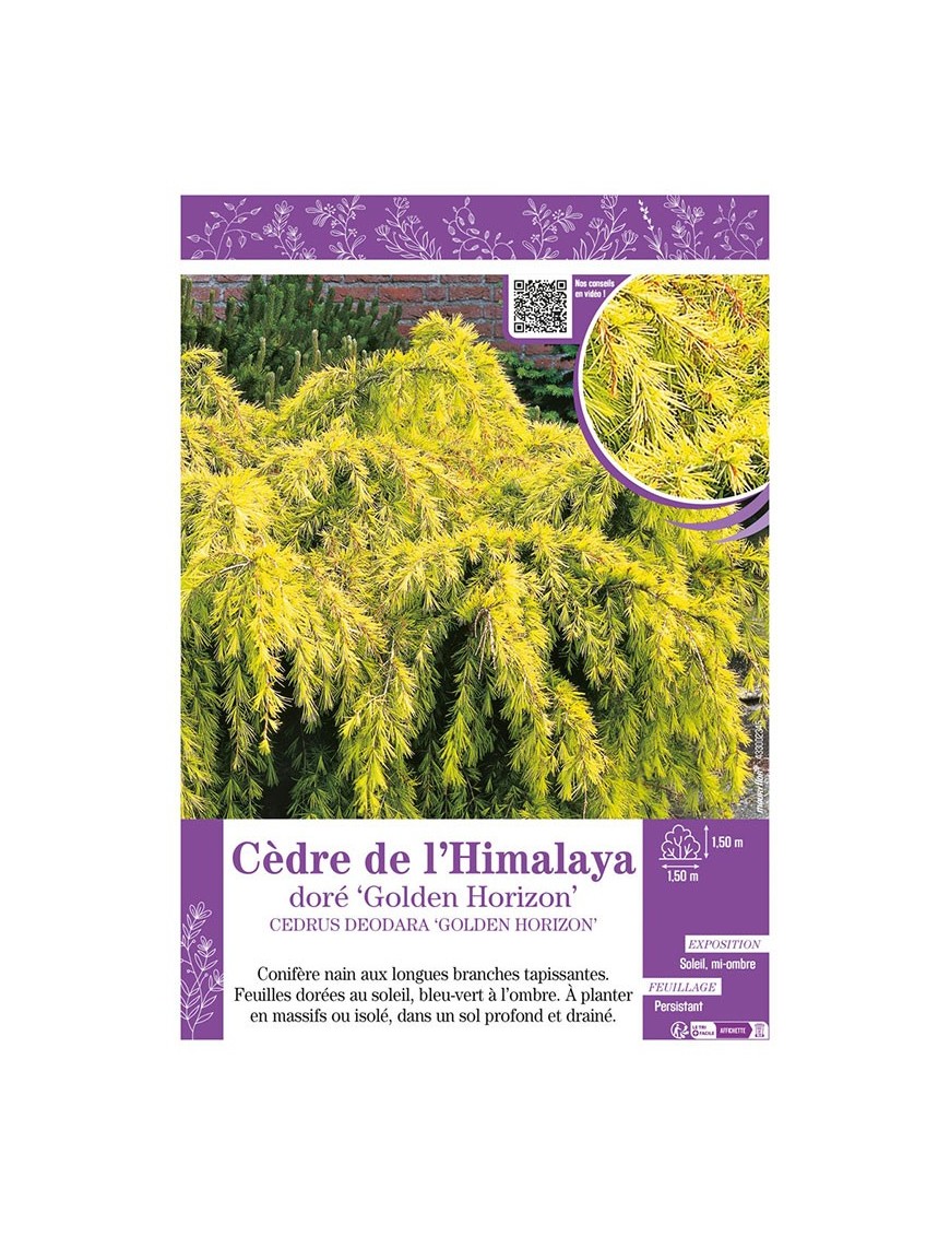 CEDRUS DEODORA GOLDEN HORIZON voir CÈDRE DE L'HIMALAYA doré