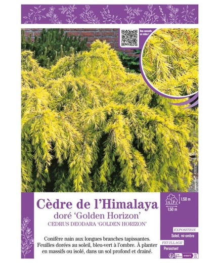 CEDRUS DEODORA GOLDEN HORIZON voir CÈDRE DE L'HIMALAYA doré