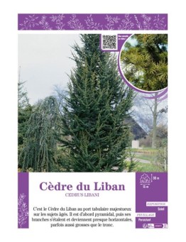 CEDRUS LIBANI voir CÈDRE DU LIBAN
