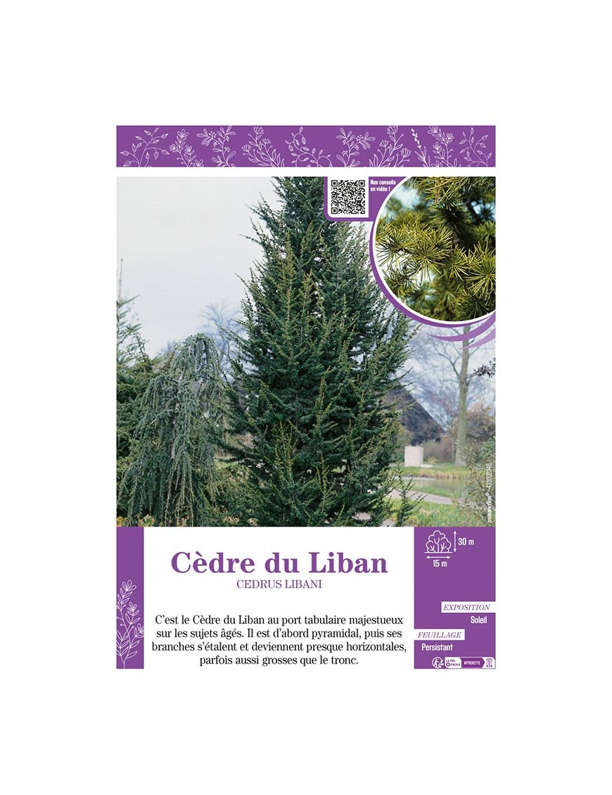 CEDRUS LIBANI voir CÈDRE DU LIBAN