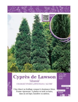 CHAMAECYPARIS LAWSONIANA ALUMII voir Cyprès de Lawson