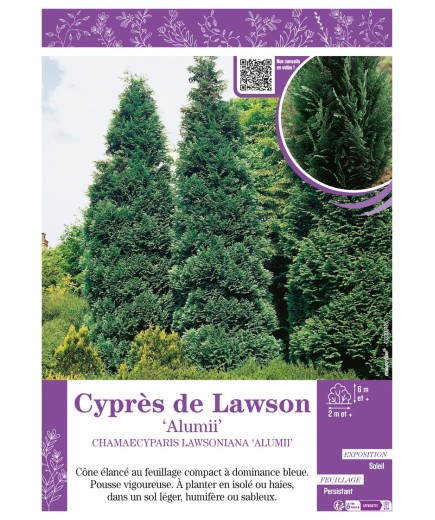 CHAMAECYPARIS LAWSONIANA ALUMII voir Cyprès de Lawson