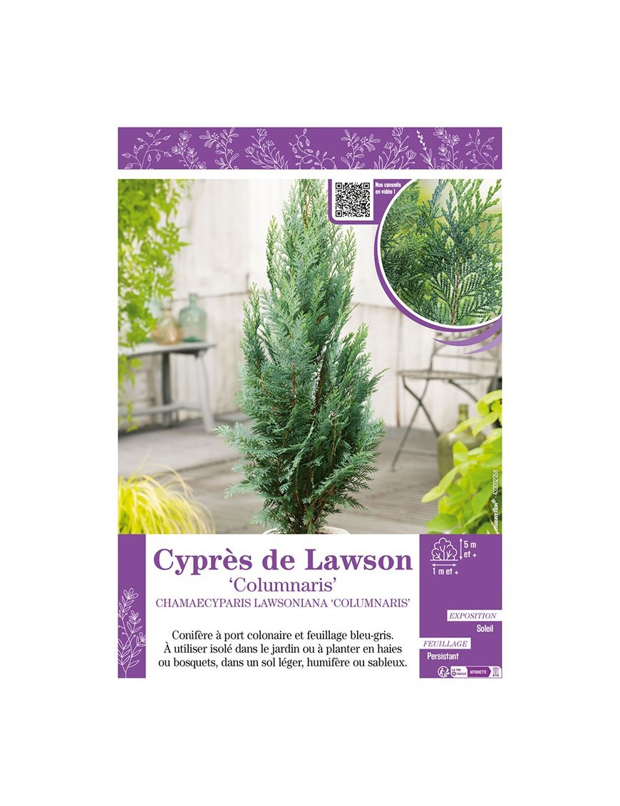 CHAMAECYPARIS LAWSONIANA COLUMNARIS voir Cyprès de Lawson