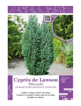 CHAMAECYPARIS LAWSONIANA ELLWOODII voir Cyprès de Lawson