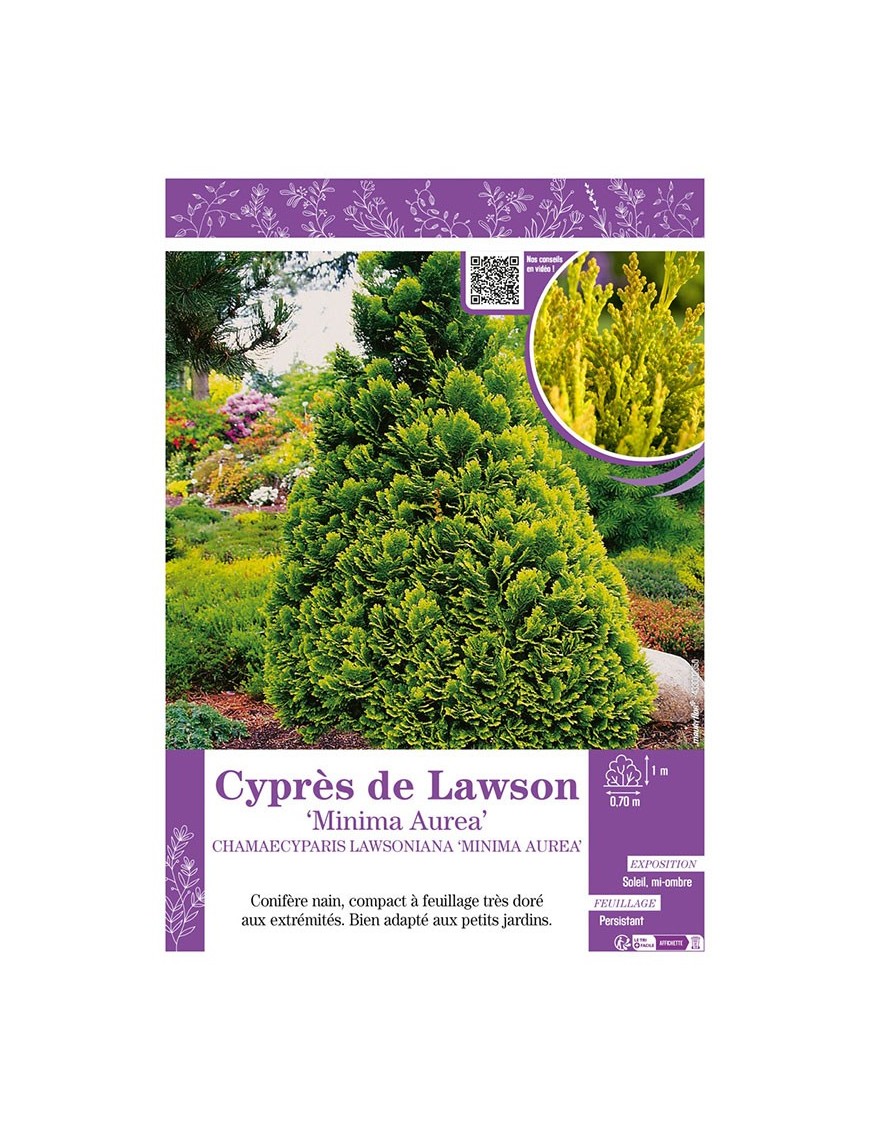 CHAMAECYPARIS LAWSONIANA MINIMA AUREA voir Cyprès de Lawson