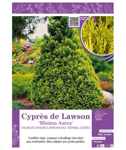 CHAMAECYPARIS LAWSONIANA MINIMA AUREA voir Cyprès de Lawson