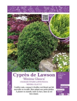 CHAMAECYPARIS LAWSONIANA MINIMA GLAUCA voir Cyprès de Lawson