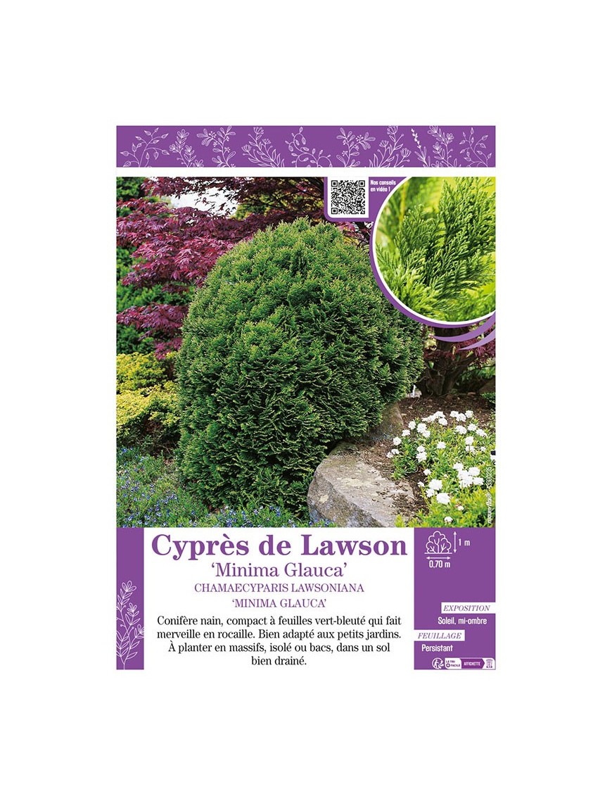 CHAMAECYPARIS LAWSONIANA MINIMA GLAUCA voir Cyprès de Lawson