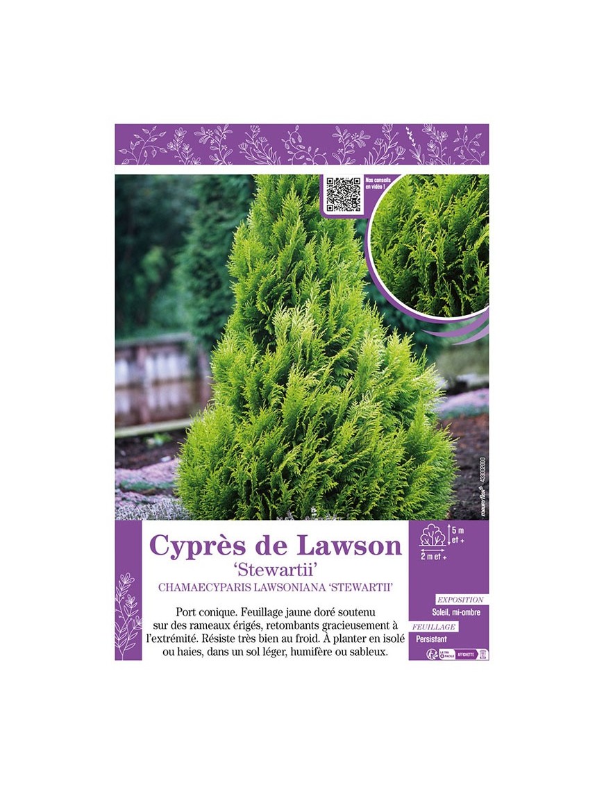CHAMAECYPARIS LAWSONIANA STEWARTII voir Cyprès de Lawson