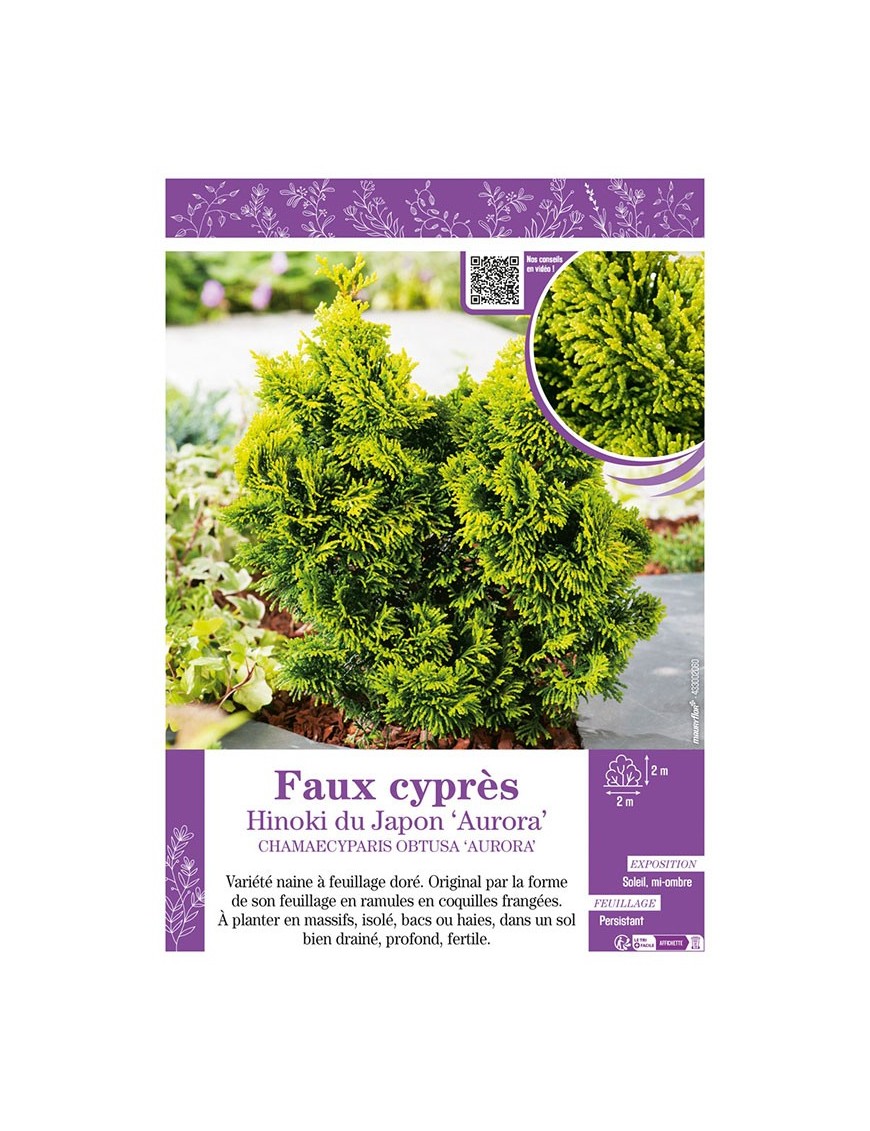 CHAMAECYPARIS OBTUSA AURORA voir Faux cyprès Hinoki du Japon