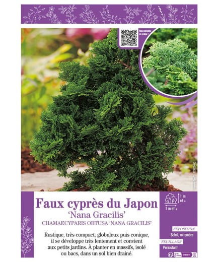 CHAMAECYPARIS OBTUSA NANA GRACILIS voir Faux cyprès du Japon
