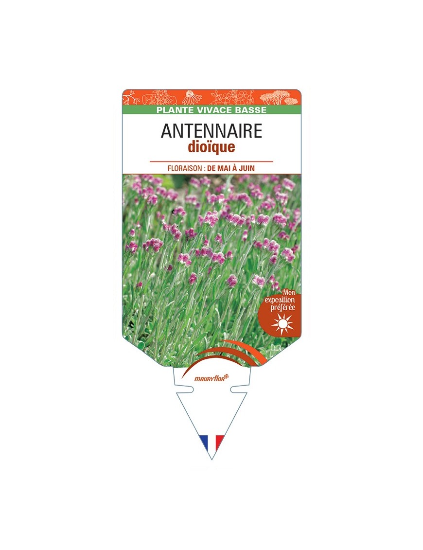 ANTENNARIA dioica voir Antennaire dioïque