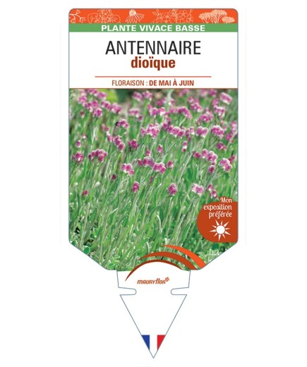 ANTENNARIA dioica voir Antennaire dioïque