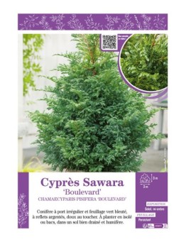 CHAMAECYPARIS PISIFERA BOULEVARD voir Cyprès Sawara