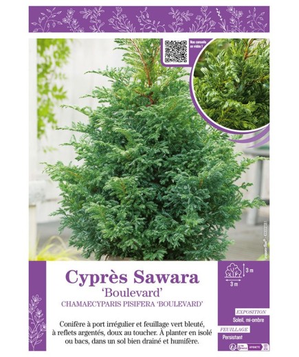 CHAMAECYPARIS PISIFERA BOULEVARD voir Cyprès Sawara