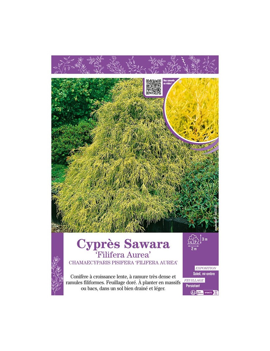 CHAMAECYPARIS PISIFERA FILIFERA AUREA voir Cyprès Sawara