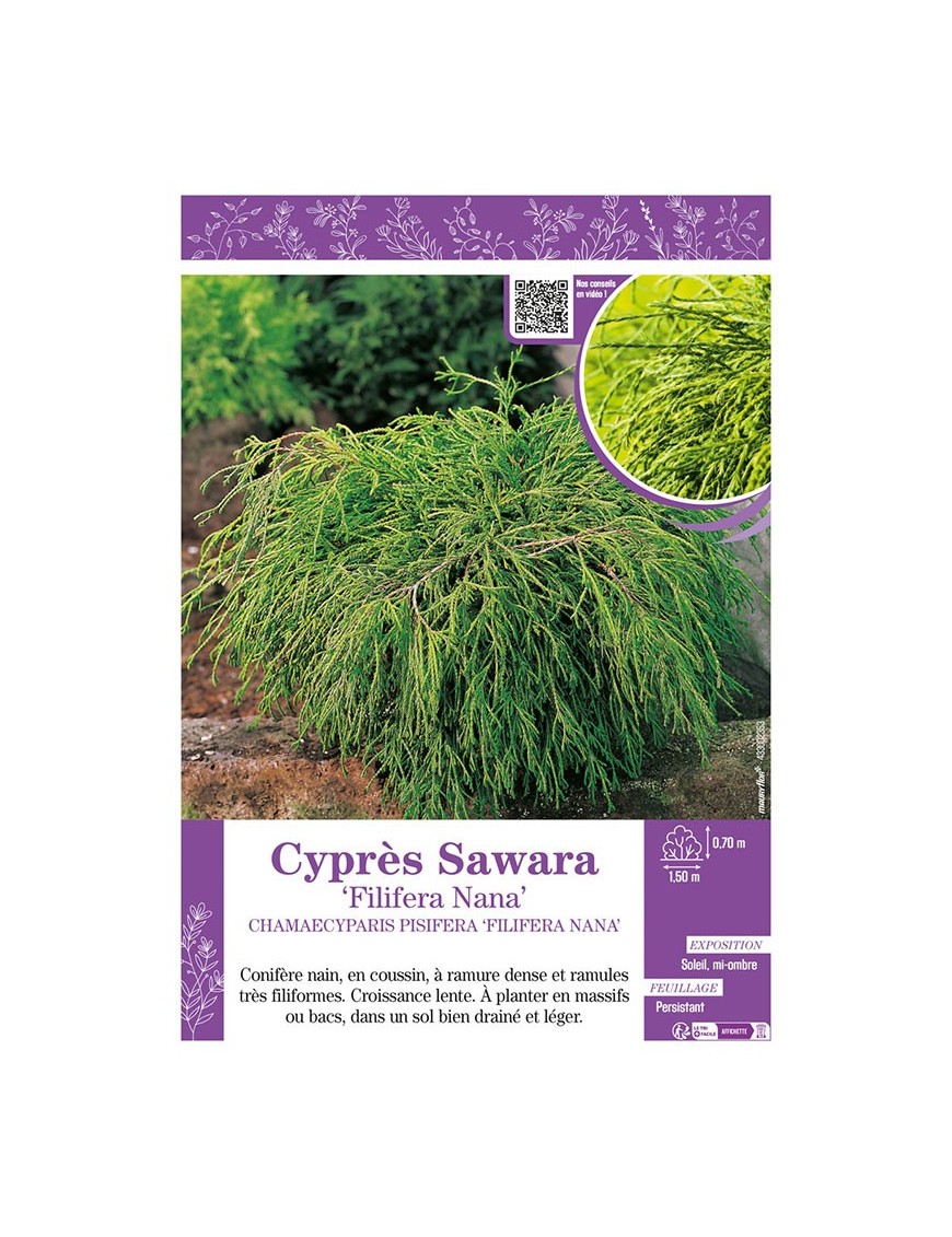CHAMAECYPARIS PISIFERA FILIFERA NANA voir Cyprès Sawara
