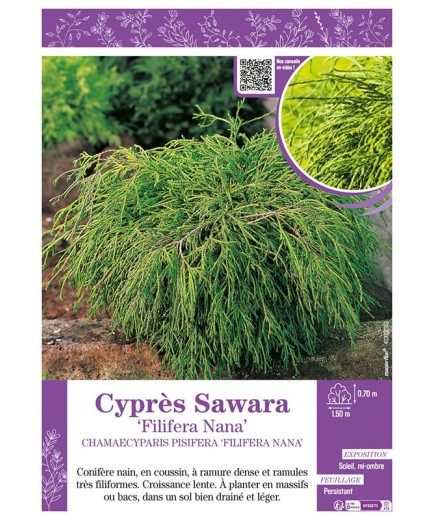 CHAMAECYPARIS PISIFERA FILIFERA NANA voir Cyprès Sawara
