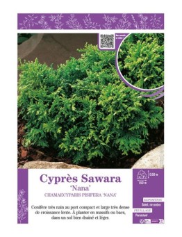 CHAMAECYPARIS PISIFERA NANA voir Cyprès Sawara